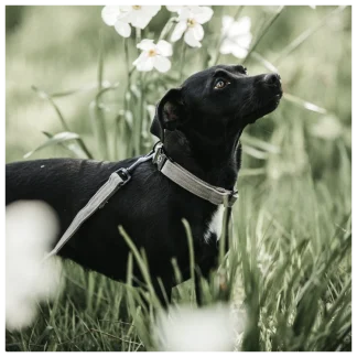 Collier pour Chien Kentucky Lézard