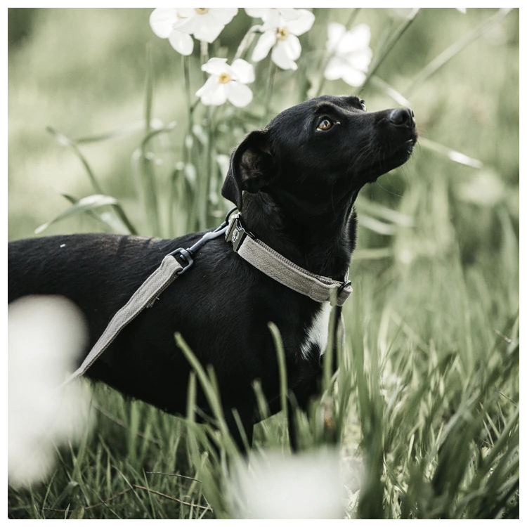 Collier pour Chien Kentucky Lézard