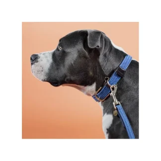 Collier Pour Chien Kentucky Nylon
